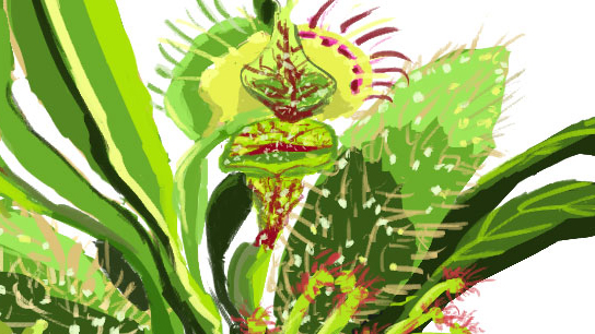 Carnivorous Plants