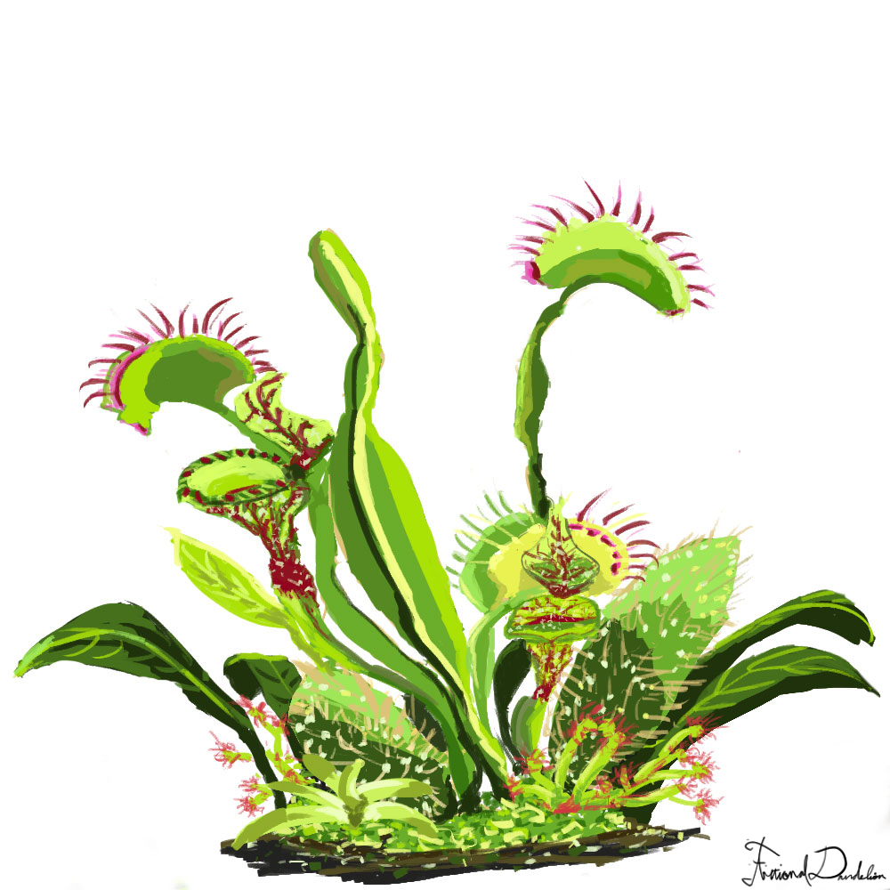 Carnivorous Plants